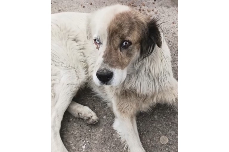 Rescataron a Sócrates, un perro que, al parecer, era maltratado por su familia en Bogotá