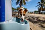 ¿Cuánta agua debe tomar un perro al día?