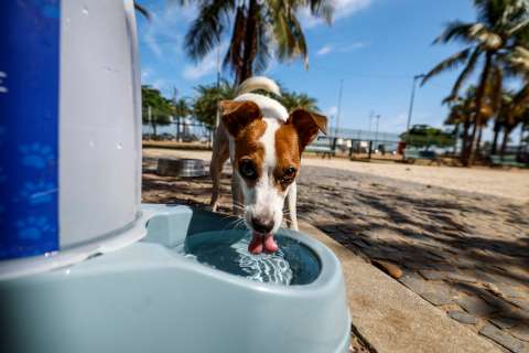¿Cuánta agua debe tomar un perro al día?