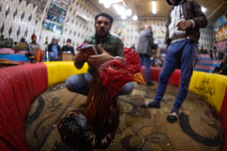 Peleas de gallo en Irak.