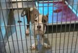 Ducky, el perrito con patas de pato que abandonaron y nadie quiere adoptar