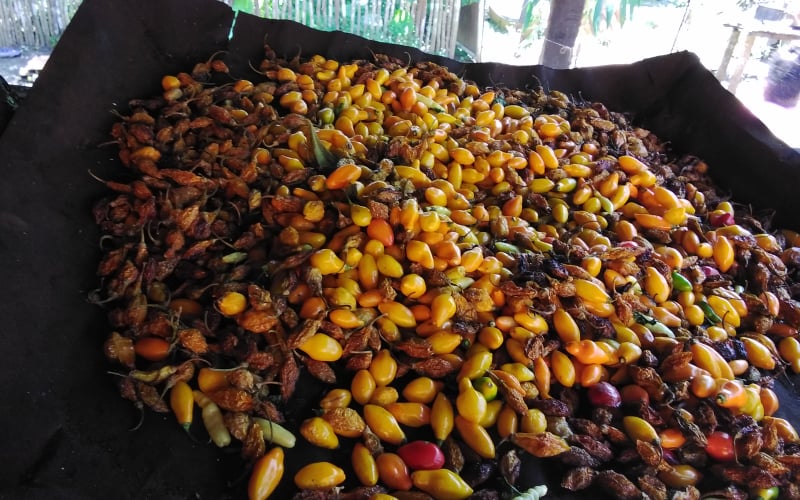 Ají moqueado (cocinado al humo) para luego ser triturado y convertido en polvo de ají, que será utilizado en las salsas picantes, producto que los jóvenes de La Asunción venderán.