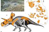 Hallan a Loki, un dinosaurio con cuernos grande que vivió hace 78 millones de años
