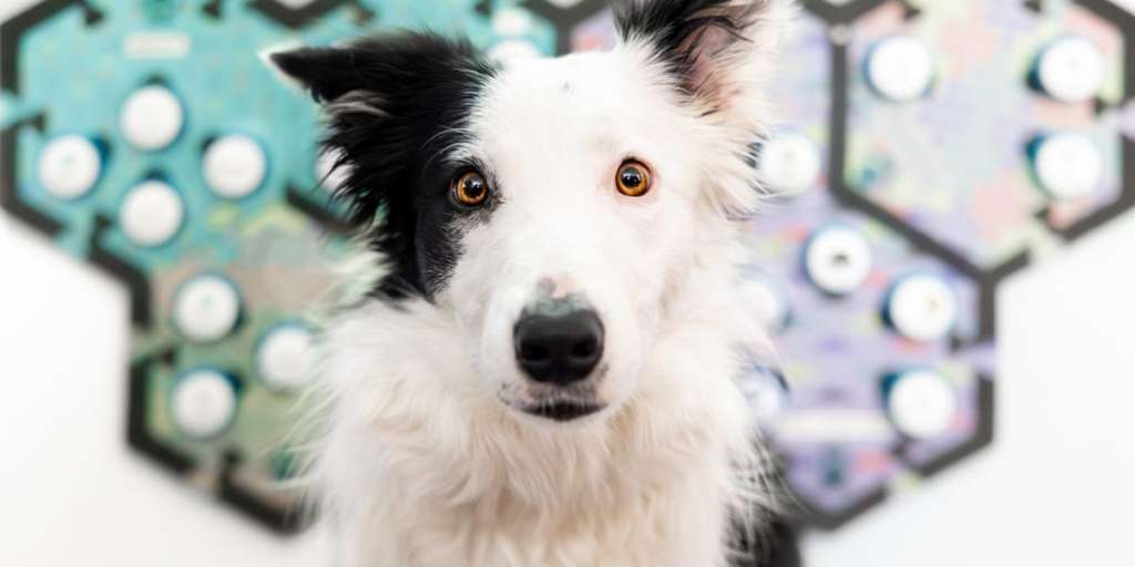 Los perros entrenados para usar “soundboards” respondieron apropiadamente a palabras como "jugar" y "afuera". /Foto: Comparative Cognition Lab de UC San Diego.