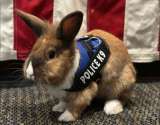 Percy, el conejo abandonado que se volvió “oficial de policía” en California