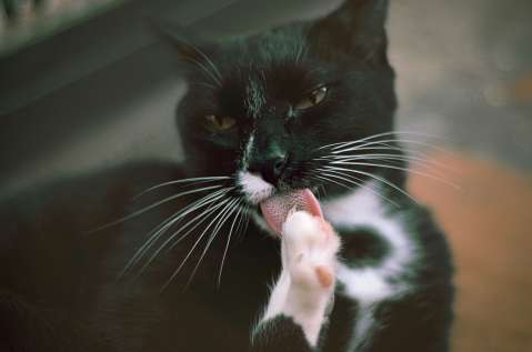 ¿Qué es Fel d1 elemento que está en la saliva de los gatos y por qué causa alergias?