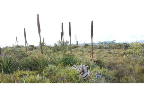 En Cundinamarca reforestan seis hectáreas para mitigar calentamiento global