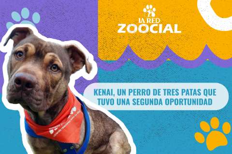(Video) Kenai, un perro de tres patas que tuvo una segunda oportunidad