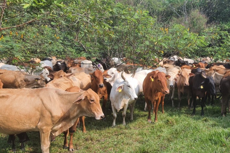 Ganadería regenerativa: ¿reverdecer el planeta sin renunciar a la carne?