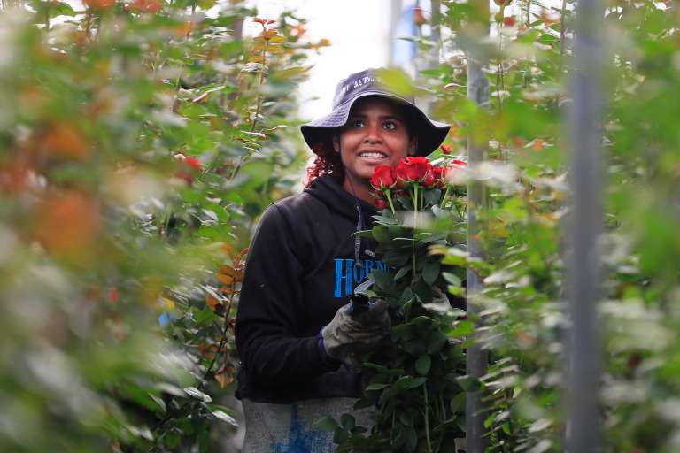 ACOMPAÑA CRÓNICA: COLOMBIA SAN VELNTÍN - AME8405. CHÍA (COLOMBIA), 12/02/2024.- Una mujer trabaja en la recolección de rosas el 31 de enero de 2024, en la hacienda Mongibello en Chía, Cundinamarca (Colombia). De los 700 millones de rosas que Colombia envía cada año a floristerías de todo el mundo por San Valentín, nuevas variedades han nacido de mezclas que resultan en colores morados, rosados o anaranjados, todos ellos especiales y únicos en el mundo. Las variedades de rosas colombianas que se exportan para ser regaladas en Estados Unidos, Japón, Canadá, Reino Unido o España, entre otros países, tienen derechos de propiedad intelectual a nombre de los creadores originales de las variedades, a los que la industria llama 'breeders' (criadores). EFE/ Carlos Ortega