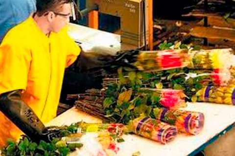 Floricultores necesitan mano de obra