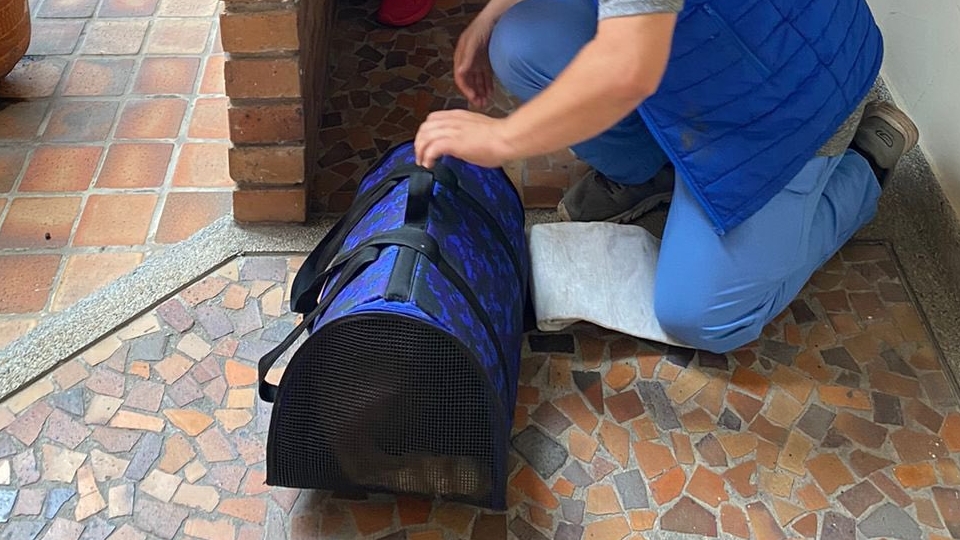 Ante el caso, el alcalde de Bucaramanga ordenó el rescate del felino. Del mismo modo, solictó realizar investigaciones en contra de los presuntios responsables del maltrato animal.