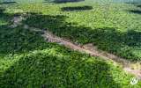 Así es como la mayor disidencia de las Farc maneja la deforestación en la Amazonia