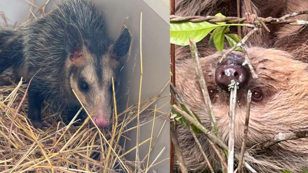 La CAR recibió un total de 1.020 animales víctimas de tráfico ilegal, pérdida de hábitat, accidentes o entregas voluntarias.