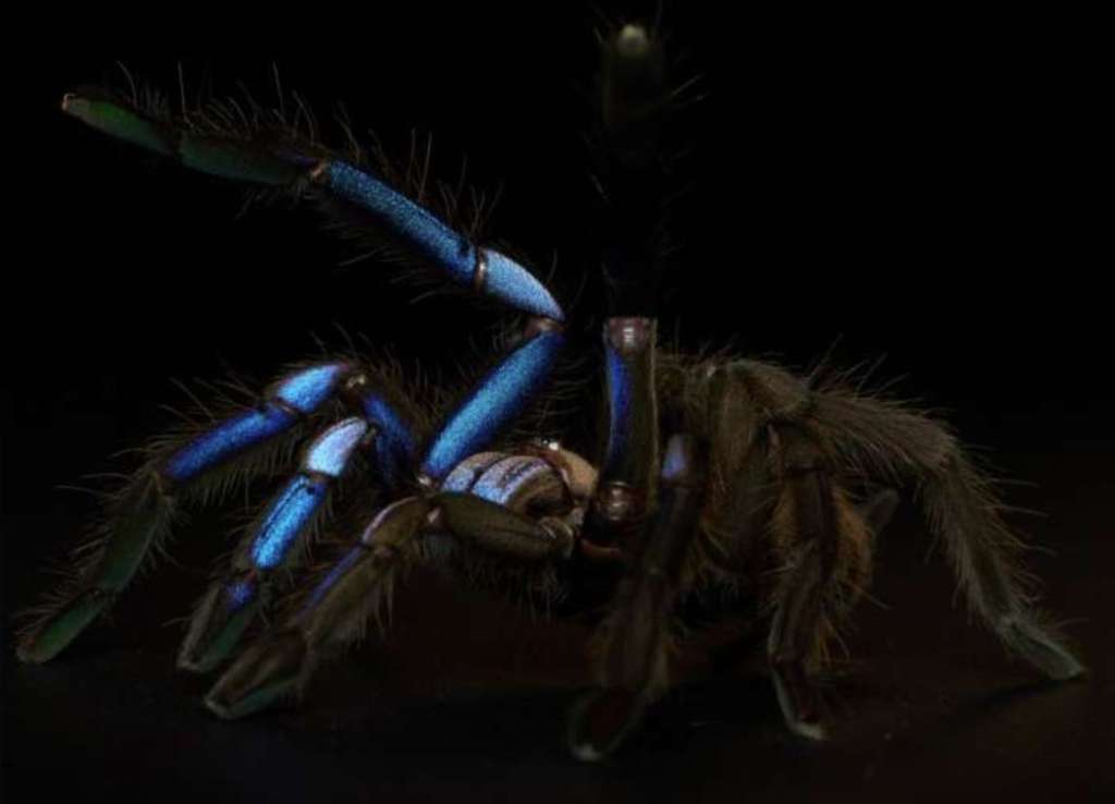 Imagen de la "Chilobrachys natanicharum".