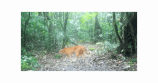 En video: captan raro ejemplar del felino dorado asiático en bosque de Tailandia