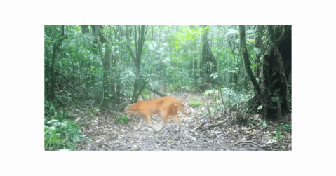 En video: captan raro ejemplar del felino dorado asiático en bosque de Tailandia