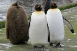 La mayor colonia del pingüino rey ha menguado dramáticamente, según estudio