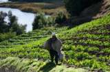 Baja la satisfacción de los pequeños agricultores en Colombia. ¿Qué pasa?