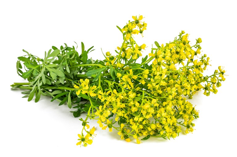 Así puedes hacer una sesión de aromaterapia con ruda