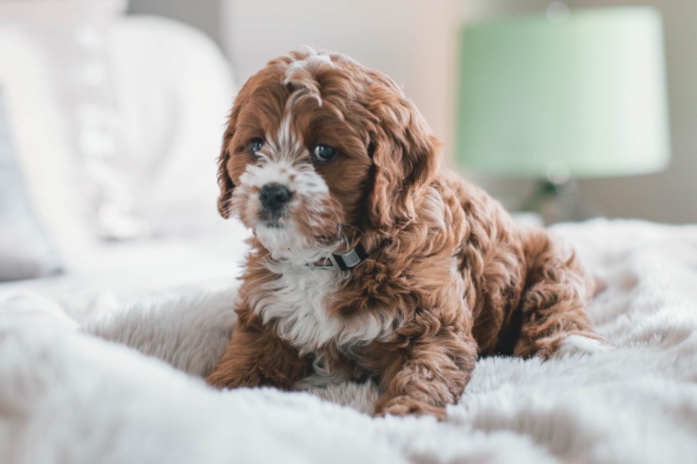 Perro, mascota, amigo de cuatro patas. labradoodle