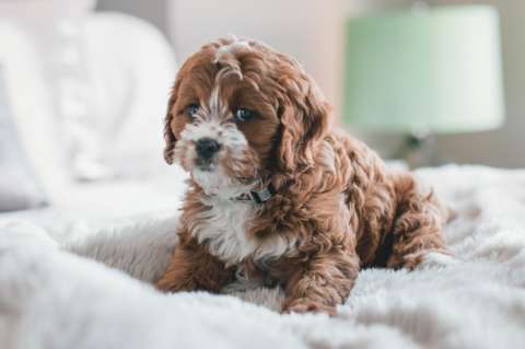 Consejos para disfrutar con tu mascota del fin de año