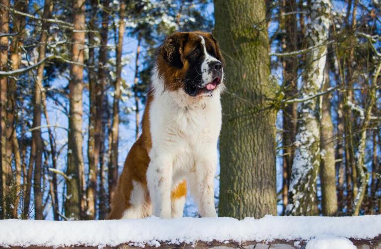 ¿Cuál es la raza de perros más tranquila?