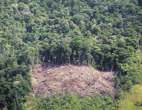 Compromisos climáticos de Colombia: ¿una meta que se puede lograr?