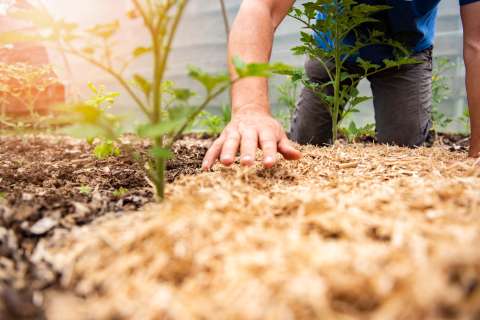 ¿Qué comidas pueden servir como abono para sus plantas?