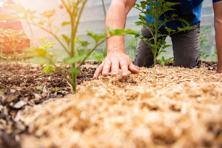 Cinco residuos orgánicos que no debe usar como abono para sus plantas