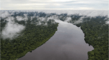 Las preguntas de quienes estudian la biodiversidad sobre los bonos de carbono