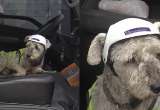 Timoté, el perro que se sumó al equipo de construcción del TransMiCable de Bogotá