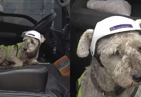 Timoté, el perro que se sumó al equipo de construcción del TransMiCable de Bogotá