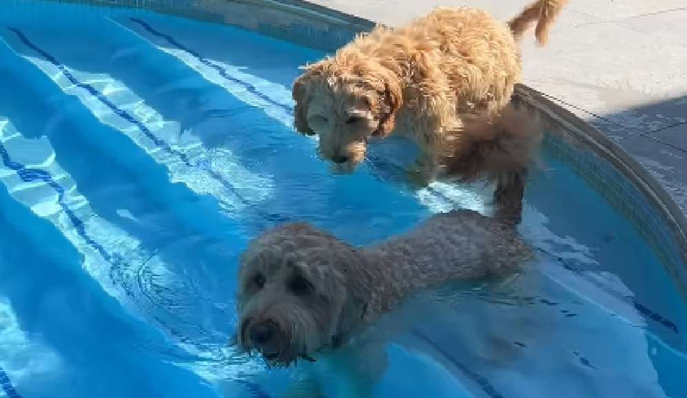 Jade, la dueña de Isla, contó que cada fin de semana visitan la casa de sus padres, donde las dos perritas disfrutan de largos baños en la piscina.