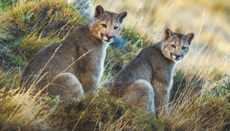 Pumas y otros animales fueron seguidos por Berti Gregory, quien en entrevista dice que grabar animales en su día a día es muy difícil técnicamente y, además, una tarea frustrante. /NatGeo
