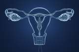 Crearon una vagina en un chip de silicona para probar tratamientos contra infecciones