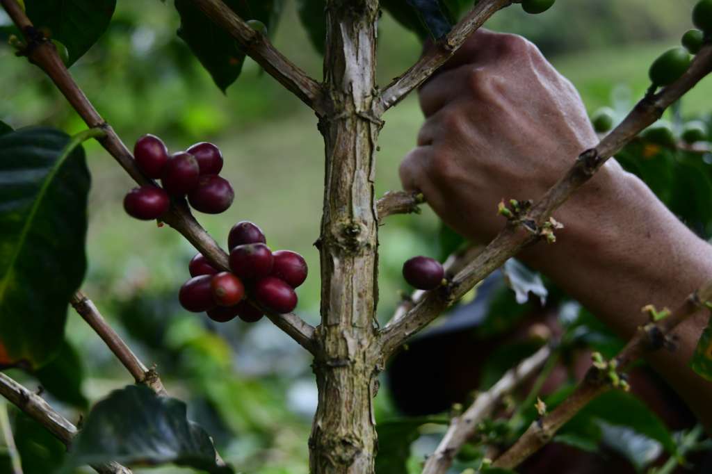 Cultivos y cosechas de café en Briceño Antioquia