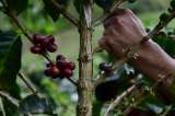 Rescate de la Cooperativa de Caficultores de Andes: el Gobierno ya firmó el acuerdo