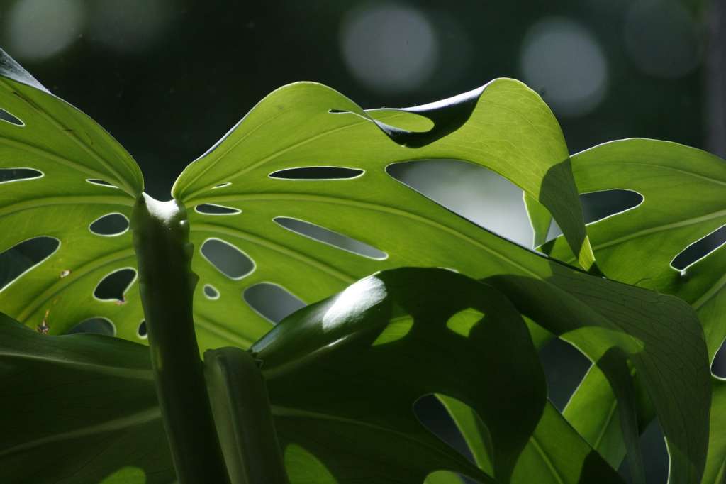 La Monstera es una planta de interiores que requiere pocos cuidados.