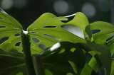 Descubra cuatro tipos de plantas Monstera ideales para interiores