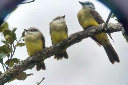 Tres siriríes (Tyrannus melancholicus) residentes en el parque Simón Bolívar de Bogotá.