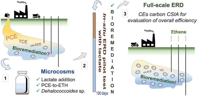 Esquema del proceso de descontaminación del percloroetileno presente en un acuífero. Se bioestimula con lactato a bacterias que transforman ese compuesto en eteno, que no es tóxico.Tomado de Agencia Sinc/ N. Blázquez-Pallí et al. / Water Research