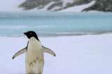 Calentamiento global amenaza con extinguir a los pingüinos emperador