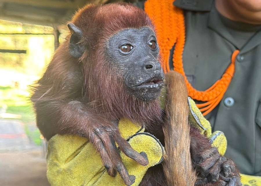 Las especies fueron halladas en situaciones de riesgo y quedaron bajo cuidado de la CAR para su valoración y rehabilitación.