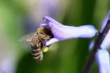 Lanzan una campaña “porno” para salvar a las abejas