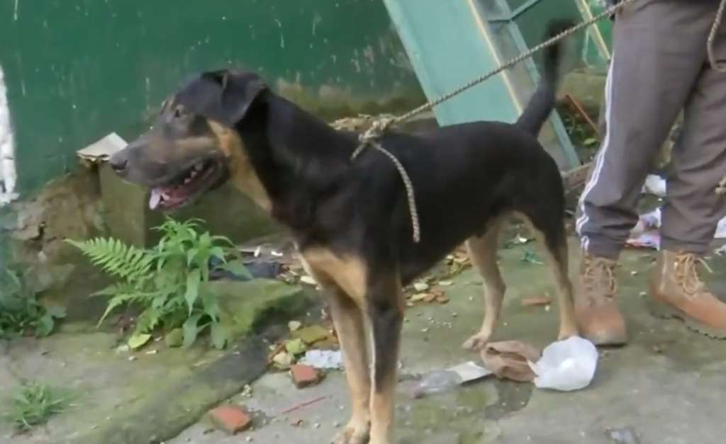 De acuerdo con su dueño, el canino logró guiar a la familia para salir sana y salva hacia un lugar seguro.