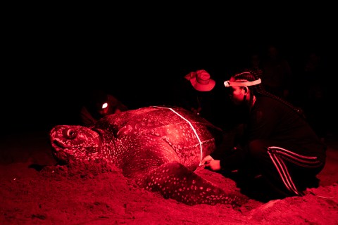 Santuario para proteger tortugas en el Pacífico tiene más de 62.000 hectáreas nuevas