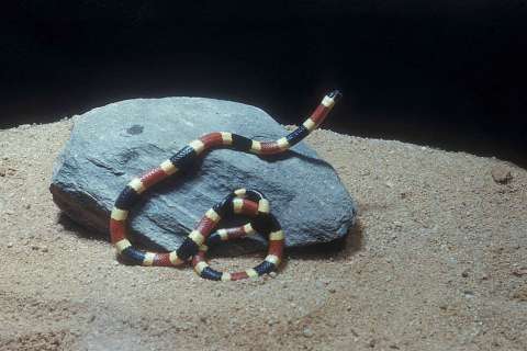 Veneno de serpiente de coral muestra potencial uso contra cáncer