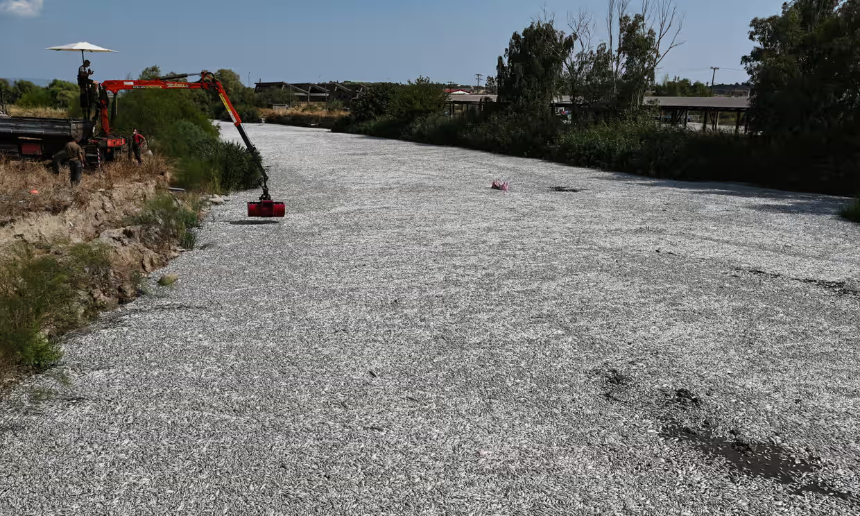 Los peces descendieron por un río desde el lago Karla hasta la ciudad de Volos, a causa de las inundaciones.