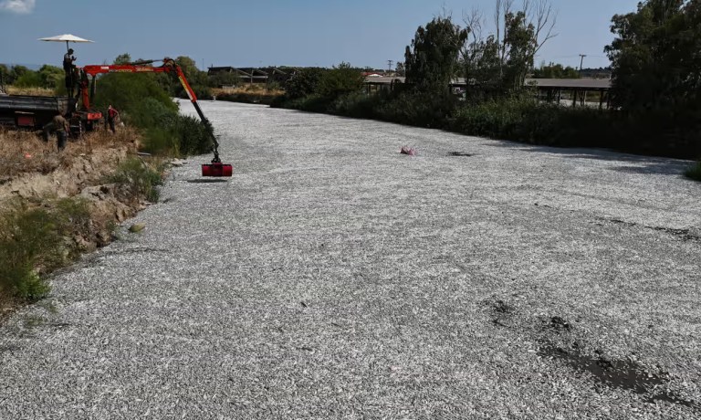 Más de 100 toneladas de peces muertos llegaron a un puerto de una ciudad griega